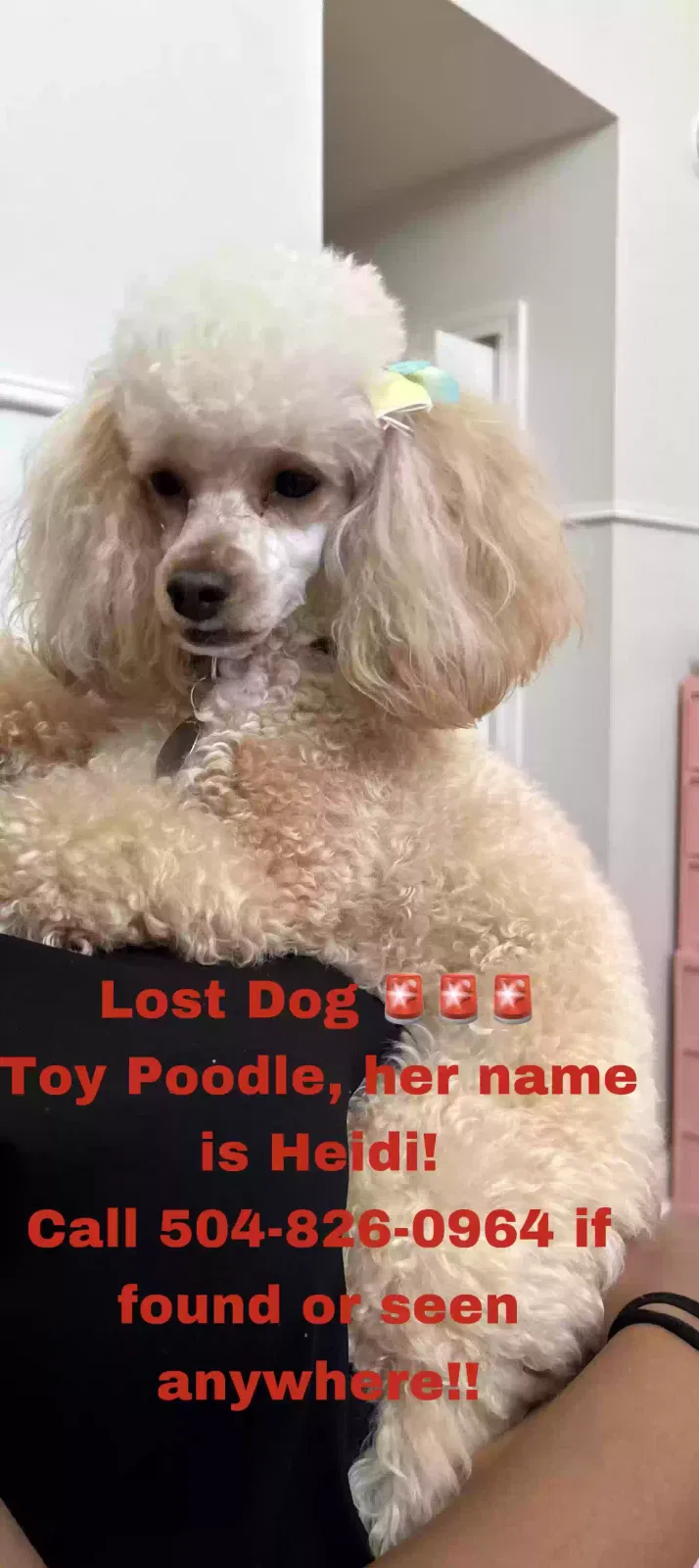 Lost dog in Chalmette, LA, 70043