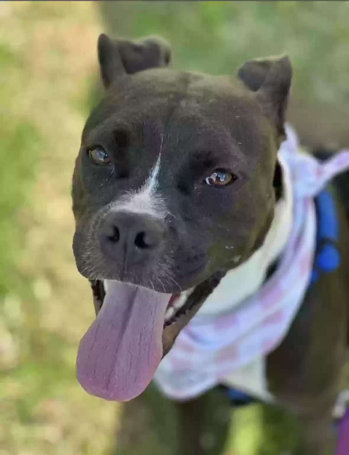 Lost dog in Johns Island, SC, 29455