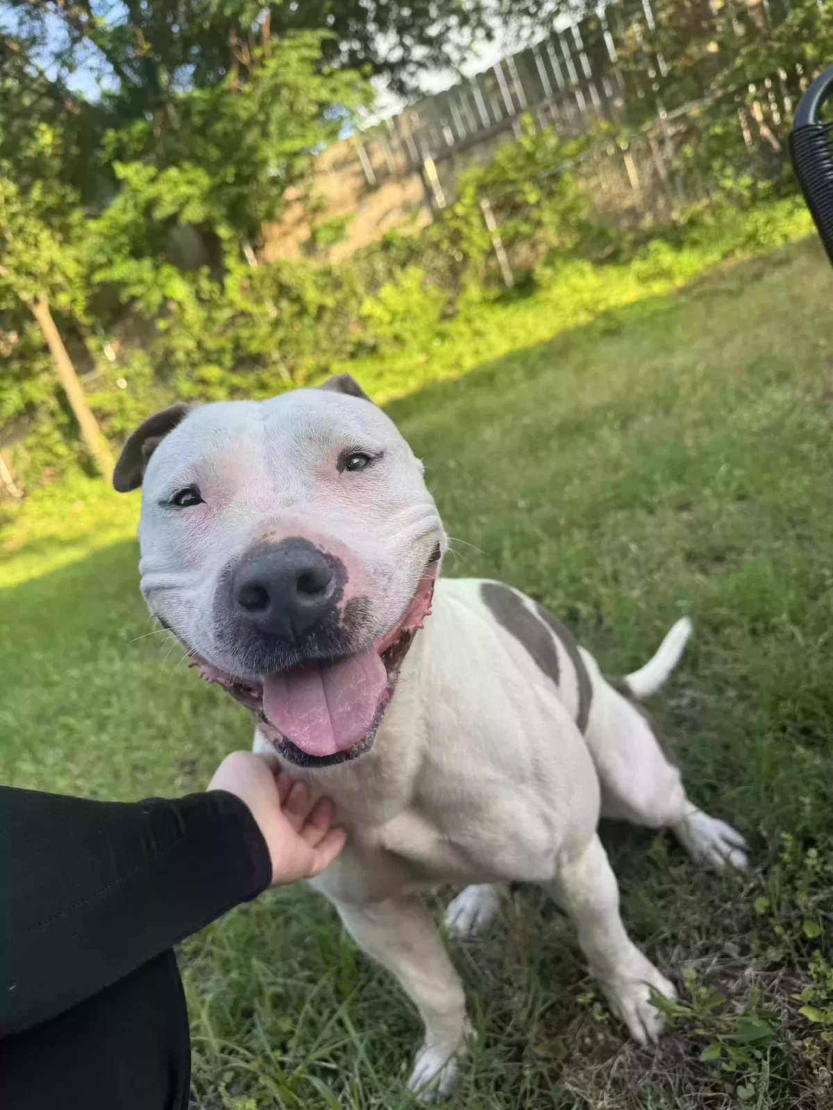 Found dog in Fort Worth, TX, 76120
