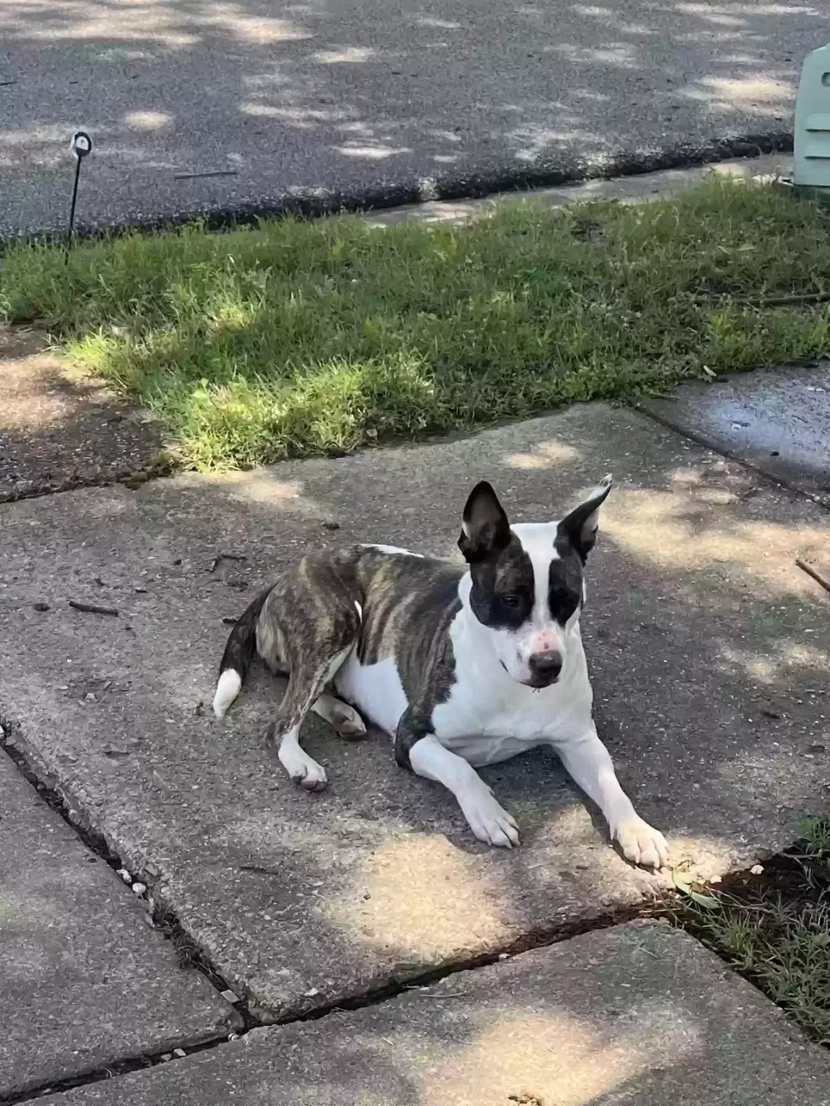 Found dog in Memphis, TN, 38118