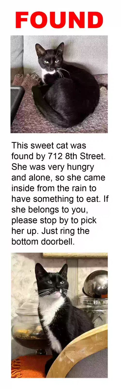 Found cat in Lyndhurst, NJ, 7071