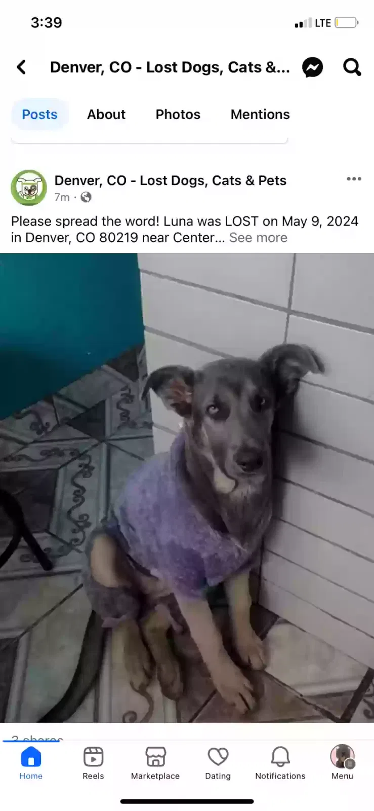 Lost dog in Denver, CO, 80219