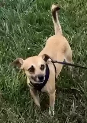 Lost dog in San Jose, CA, 95126