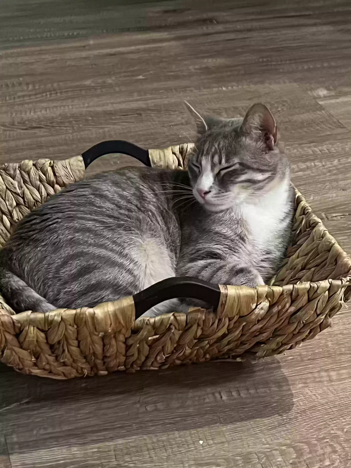 Lost cat in Broomfield, CO, 80023