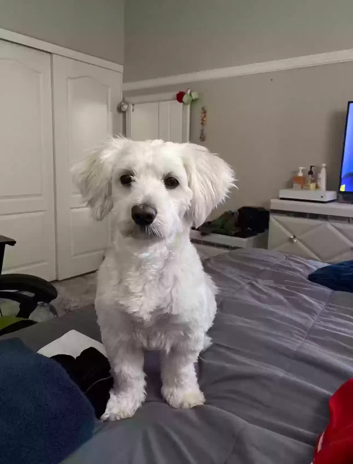 Lost dog in North Las Vegas, NV, 89032