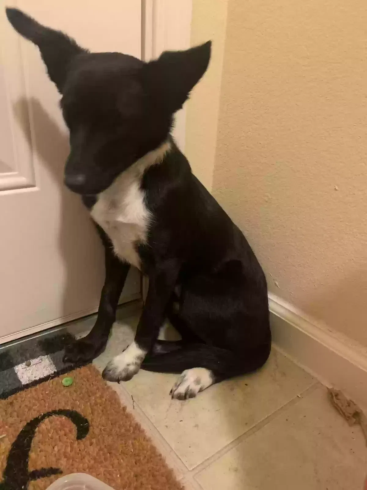 Lost dog in Deltona, FL, 32725