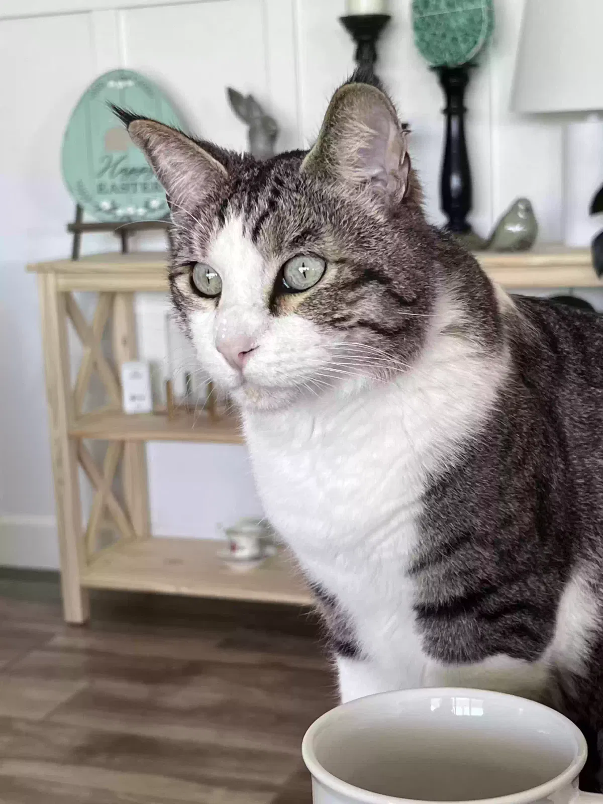 Lost cat in Unknown, AZ, 85144