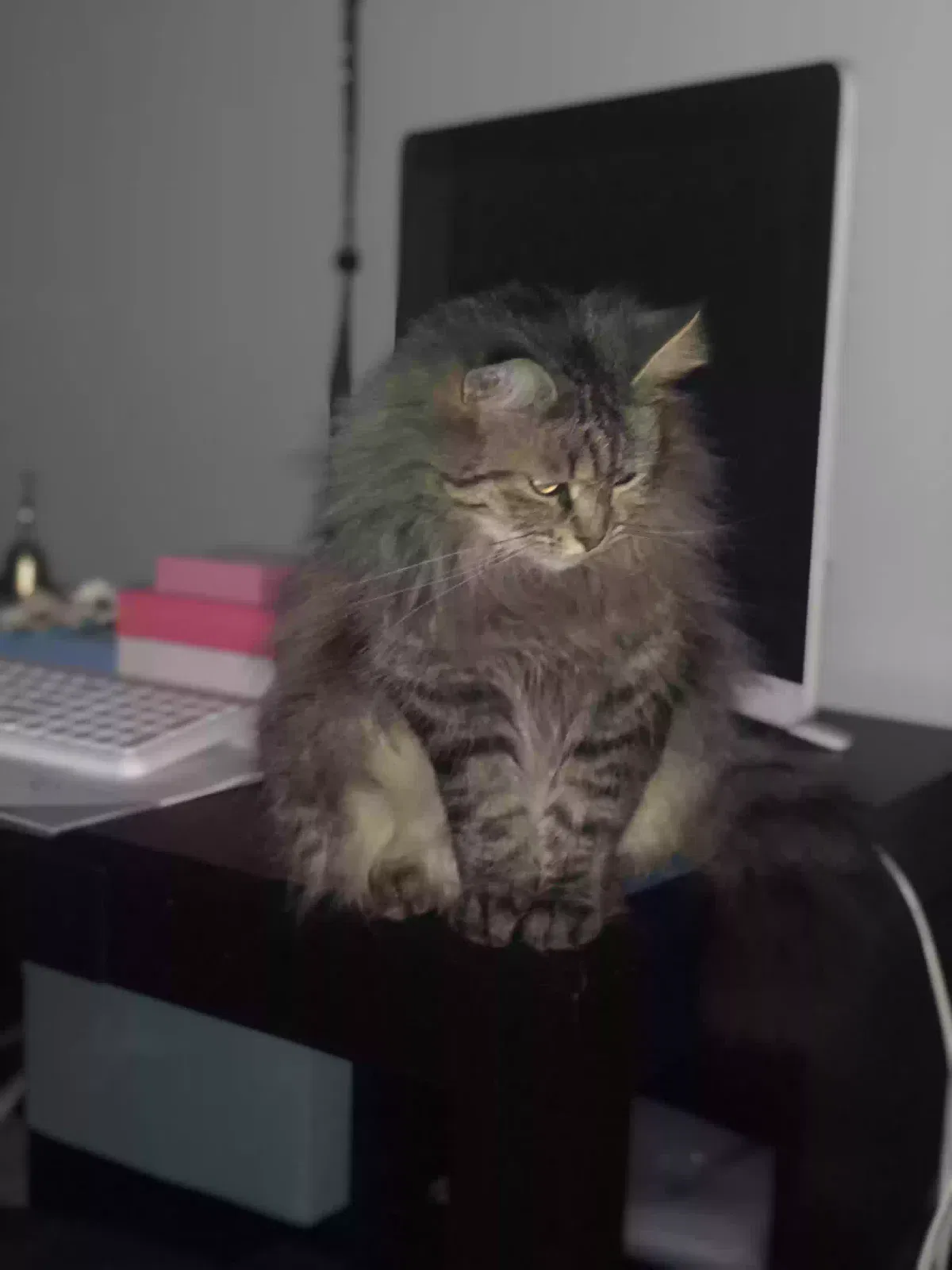Lost cat in Vineland, NJ, 8361