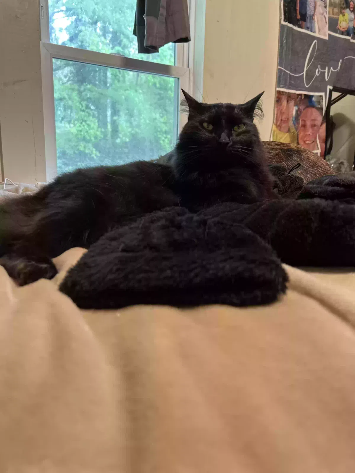 Lost cat in Gainesville, GA, 30507