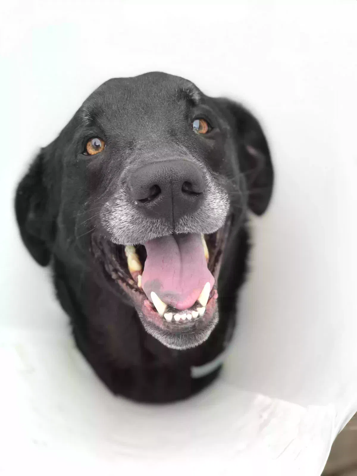Lost dog in Myrtle Beach, SC, 29579