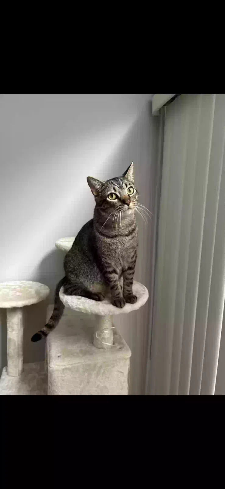 Lost cat in Woodbridge, VA, 22191