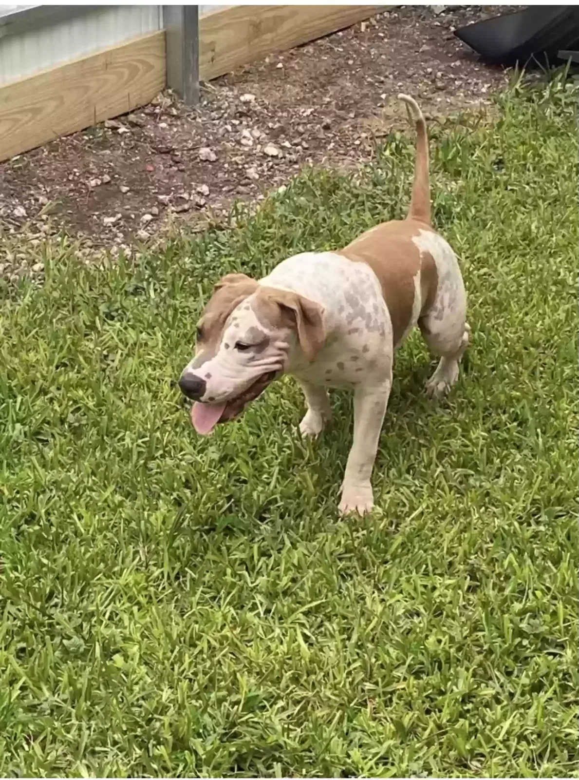 Lost dog in Cape Coral, FL, 33990