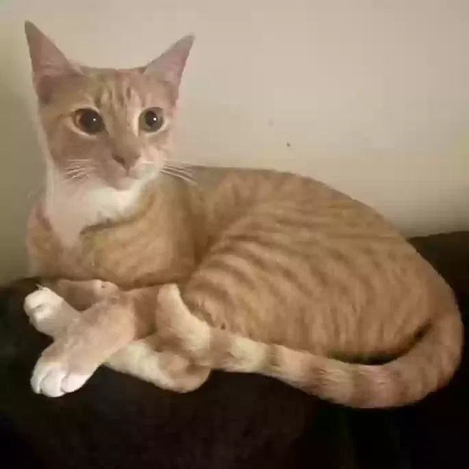 Lost cat in Richmond, VA, 23224