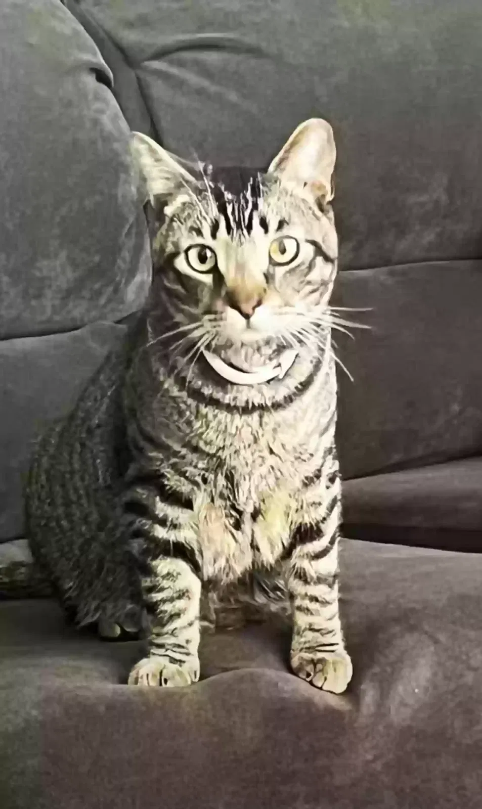 Lost cat in Mission Viejo, CA, 92692