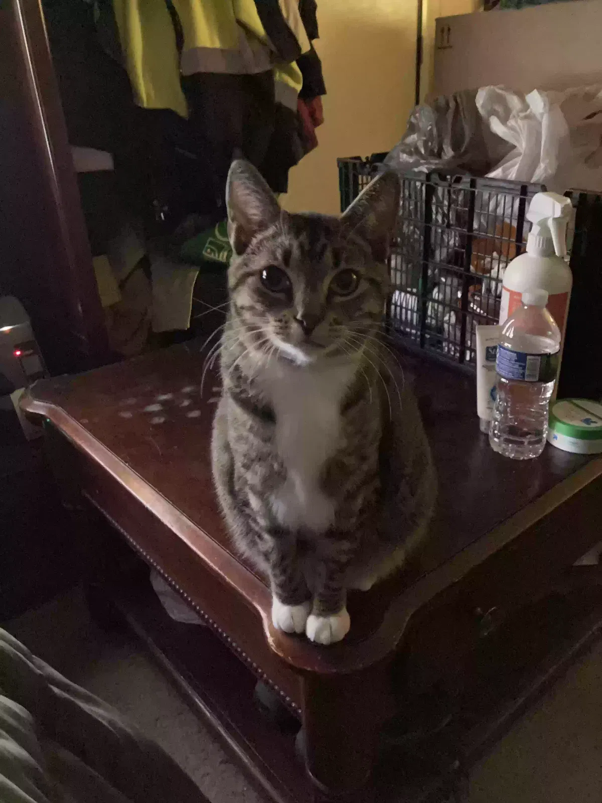 Lost cat in Wood Dale, IL, 60191