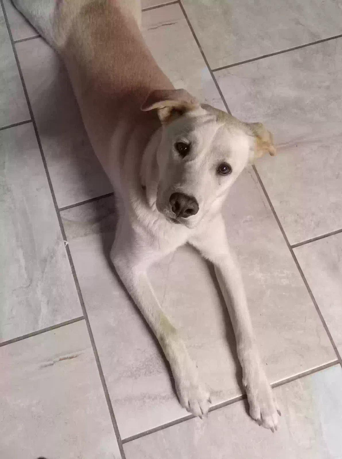 Lost dog in Conroe, TX, 77304