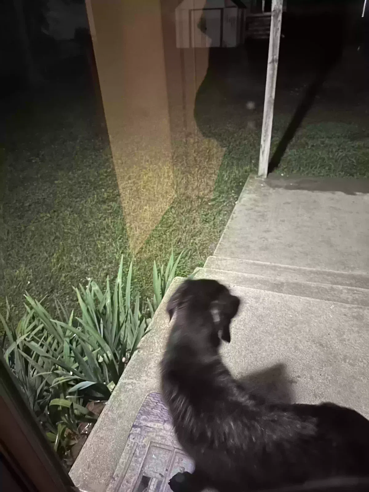 Found dog in Copperas Cove, TX, 76522