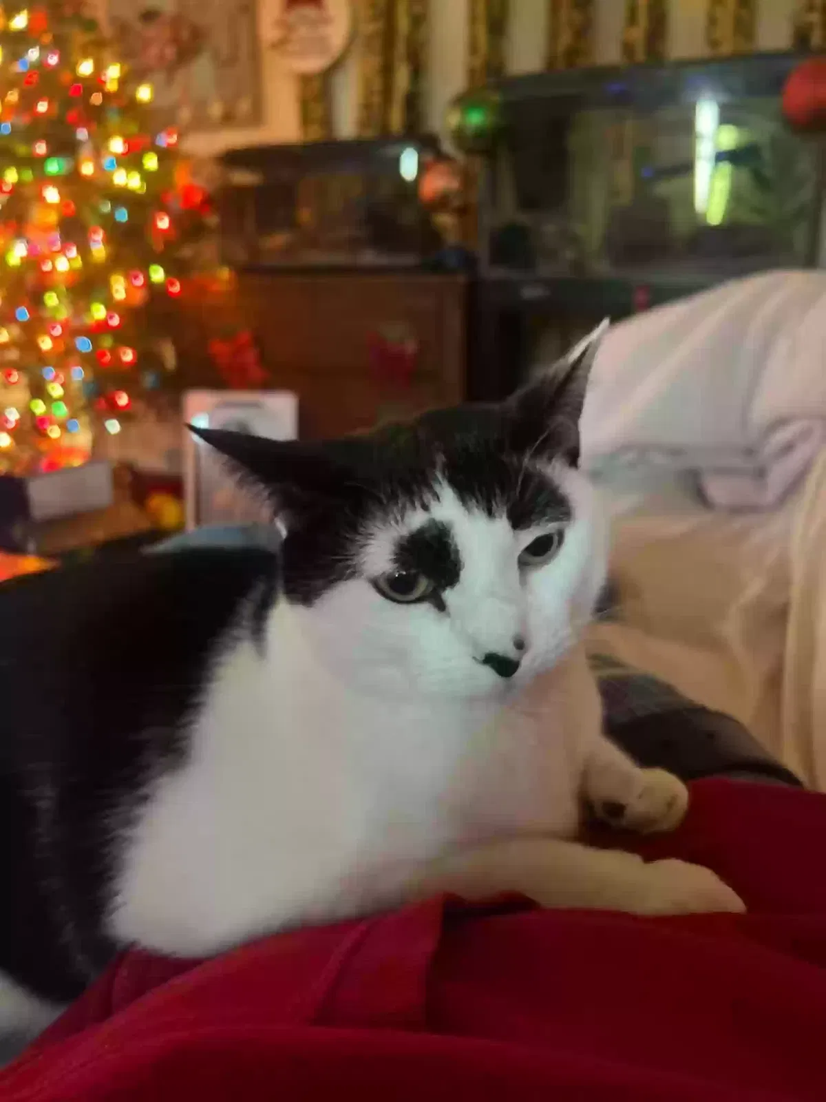 Lost cat in Sayville, NY, 11782
