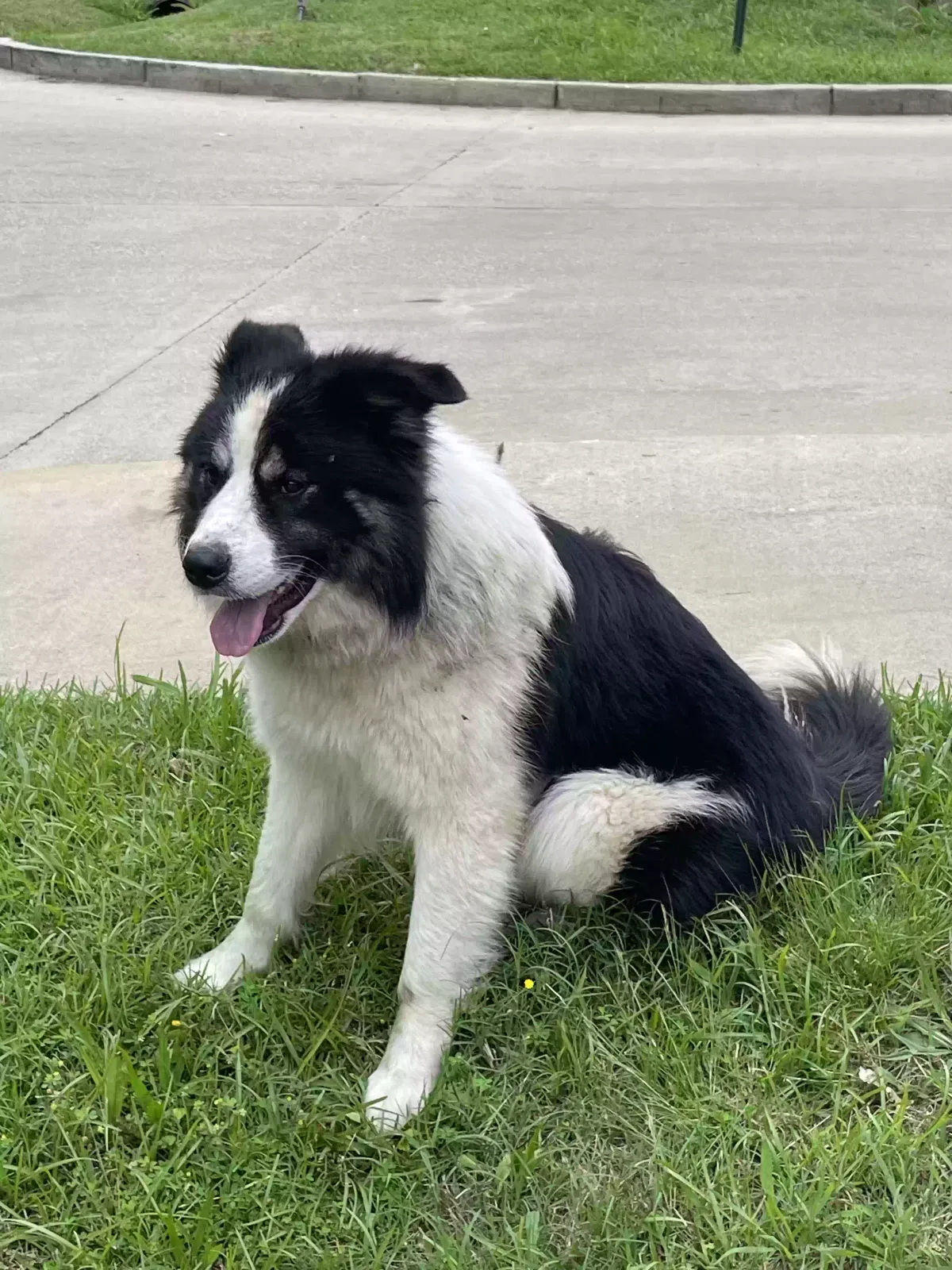 Found dog in Ruston, LA, 71270