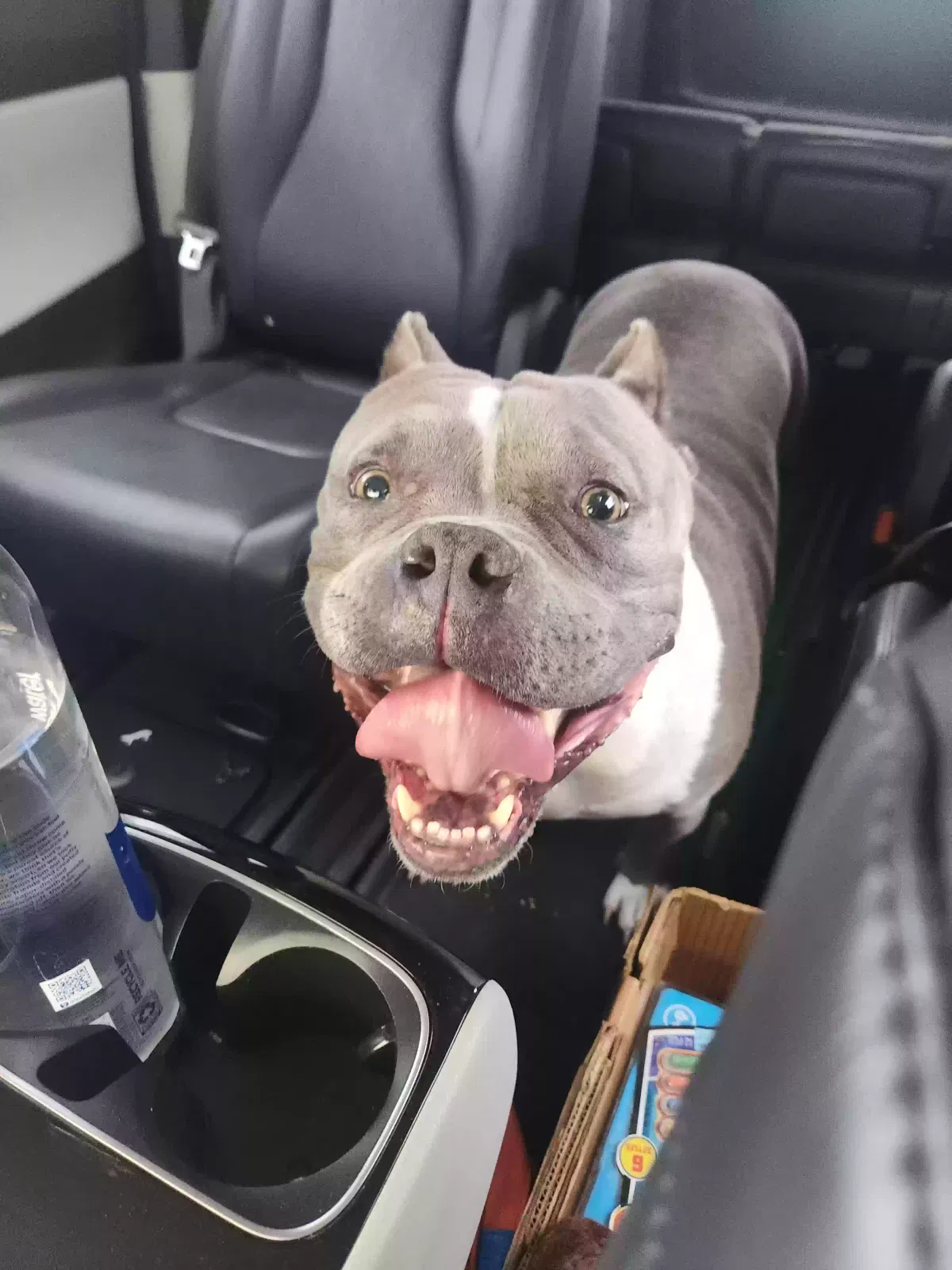 Found dog in Unknown, GA, 11111