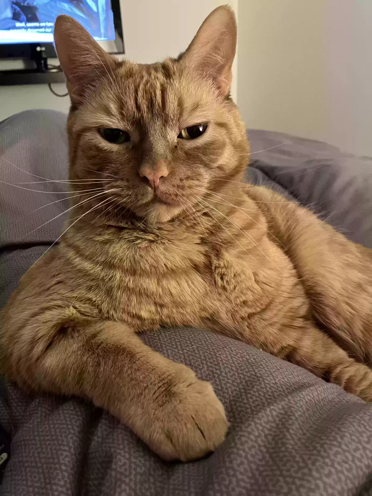 Lost cat in Atlanta, GA, 30316