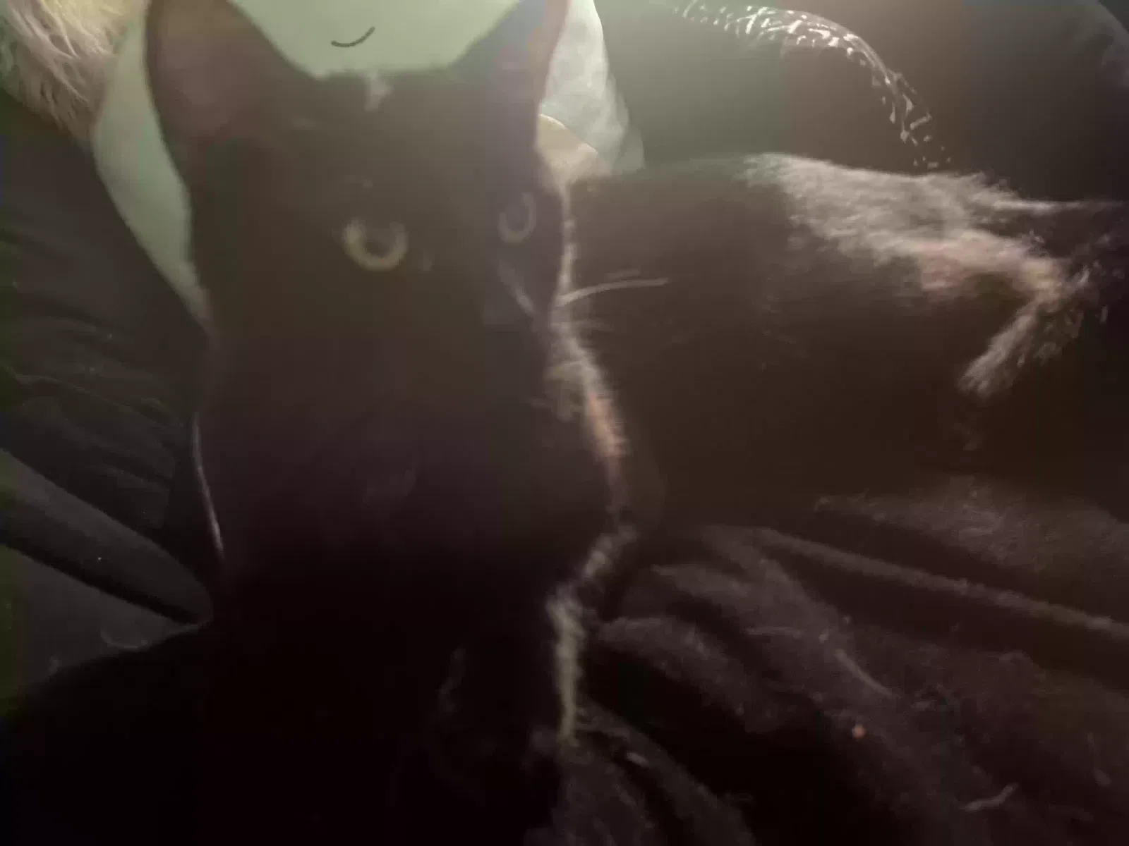 Found cat in Massillon, OH, 44646
