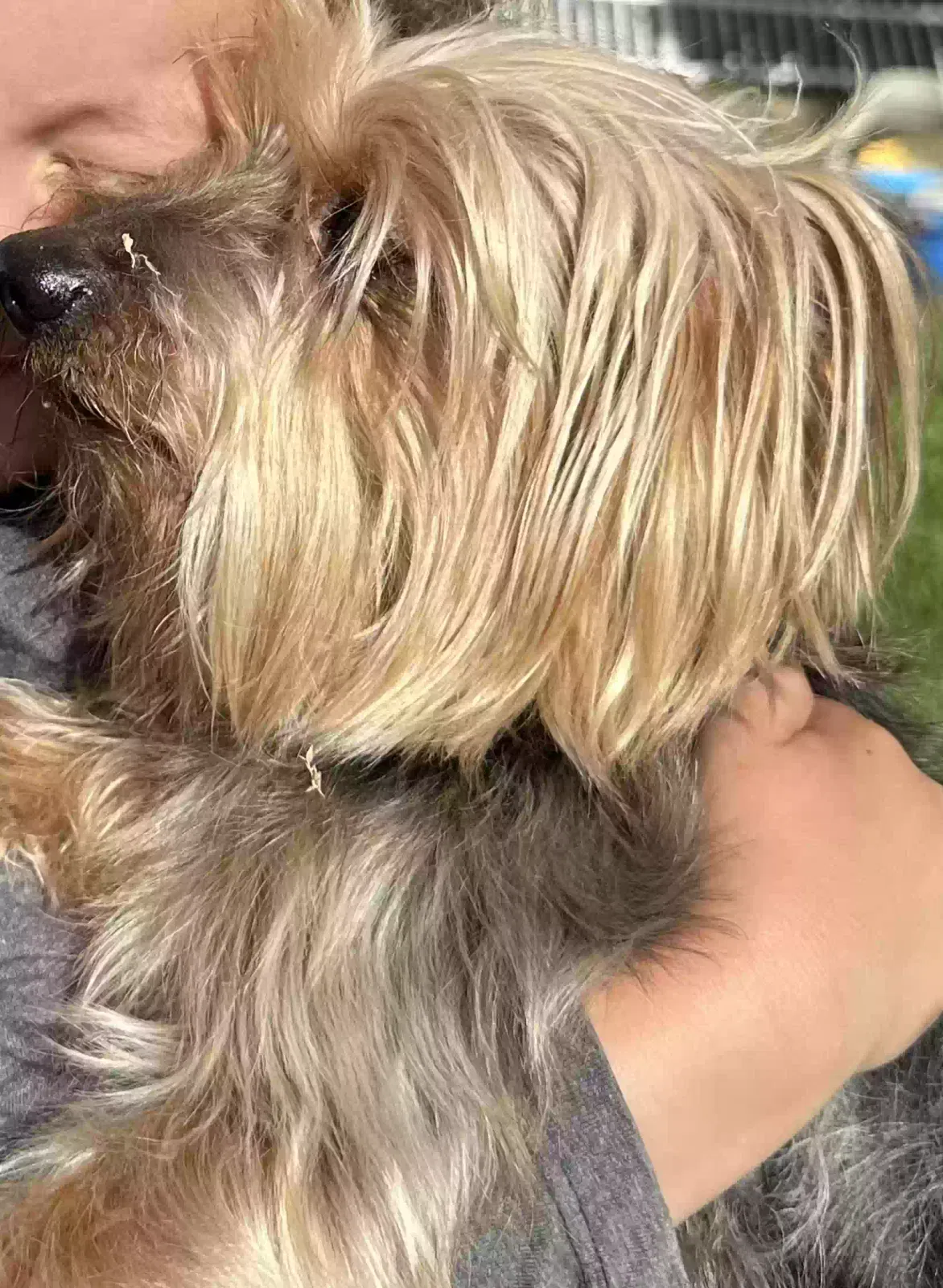 Lost dog in Sylmar, CA, 91342