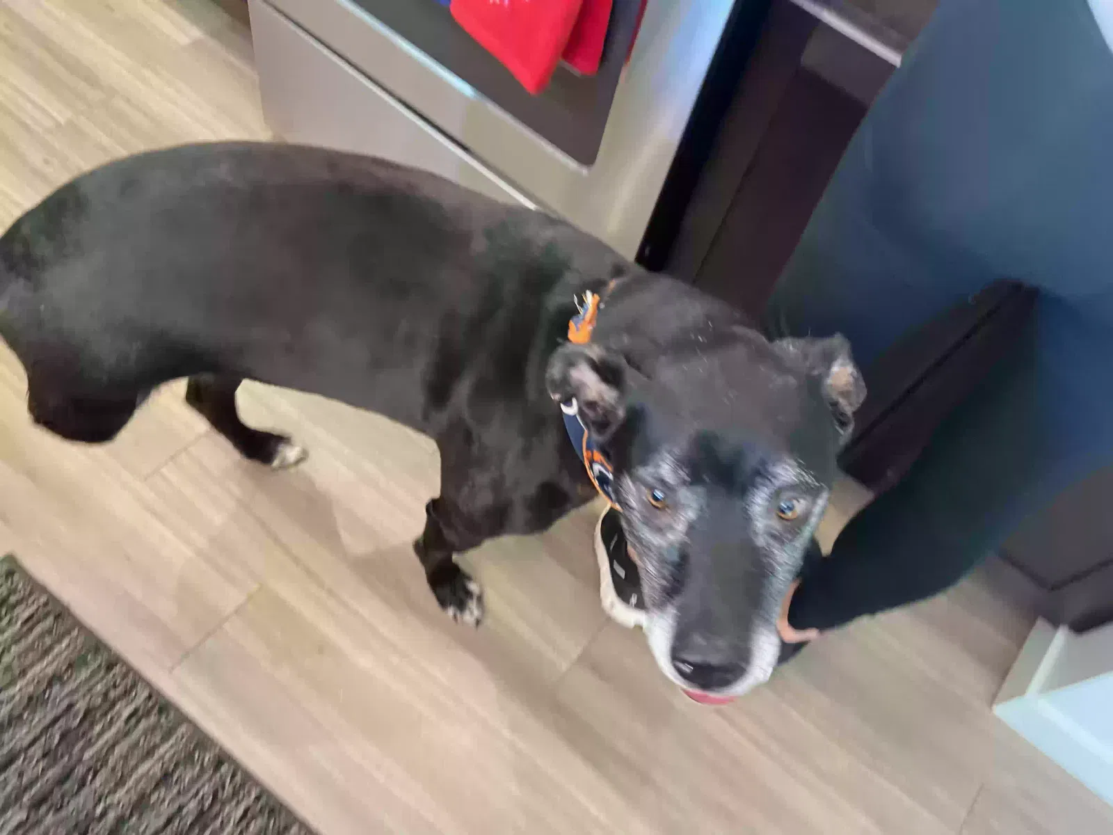 Found dog in Erie, CO, 80516
