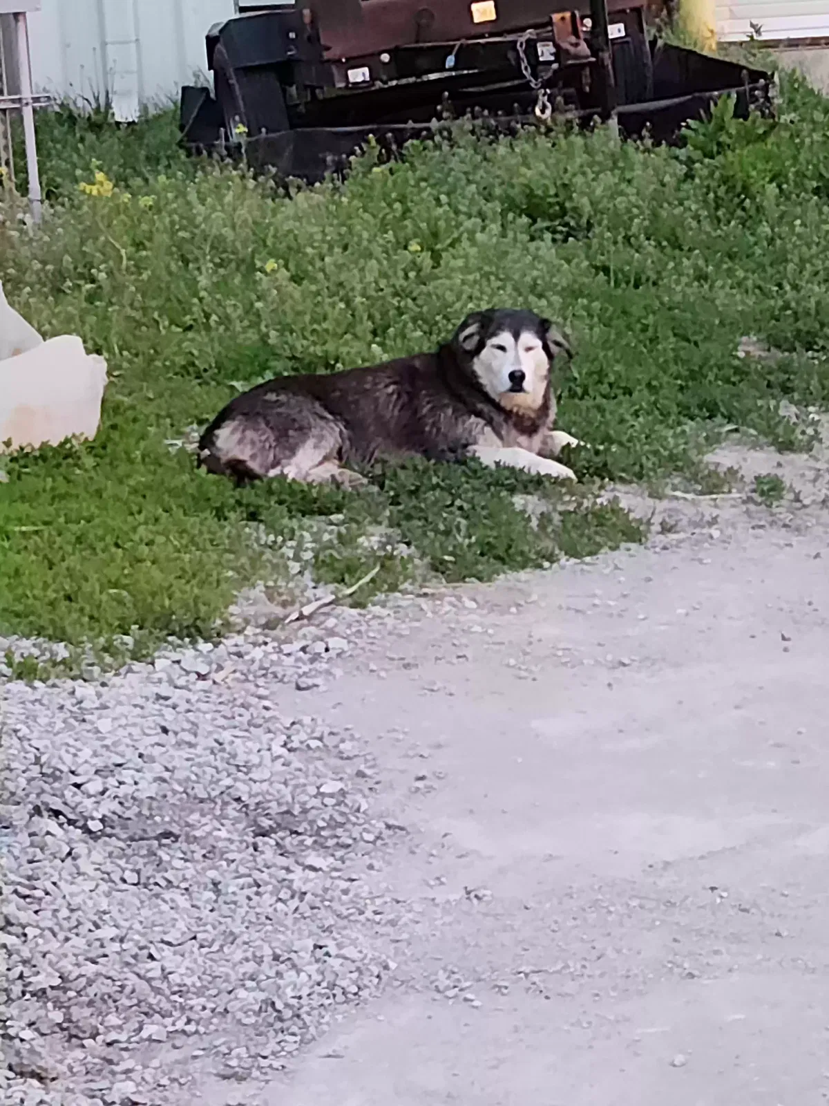 Lost dog in Mead, NE, 68041