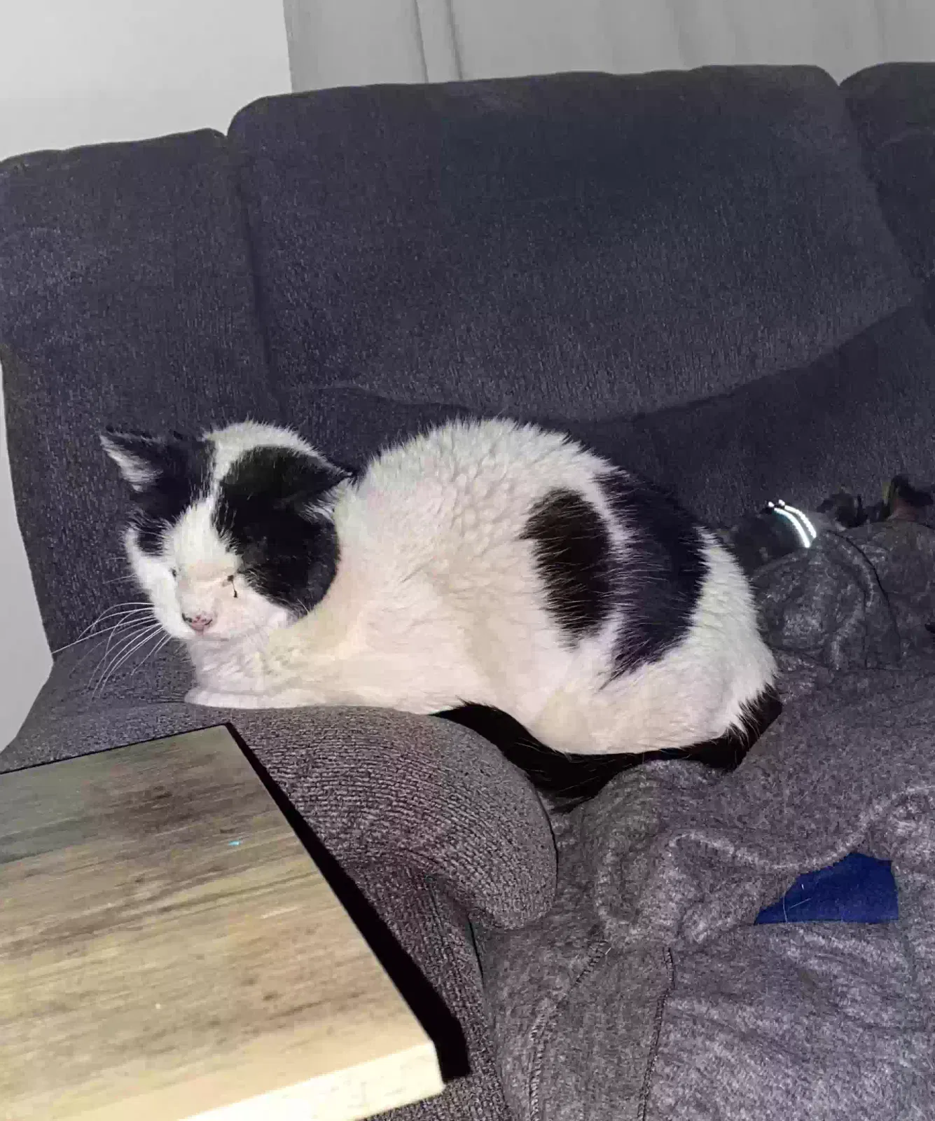 Lost cat in Sayre, OK, 73662