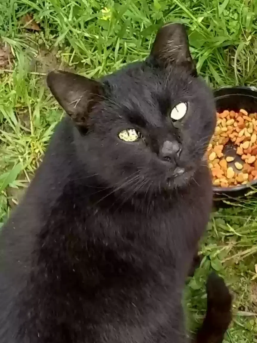 Lost cat in Villa Rica, GA, 30180