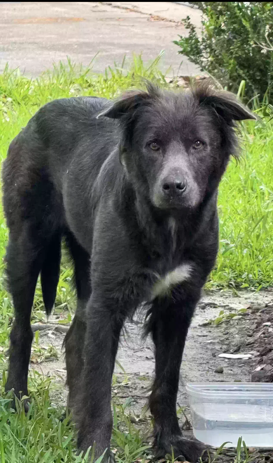 Found dog in Kingwood, TX, 77339