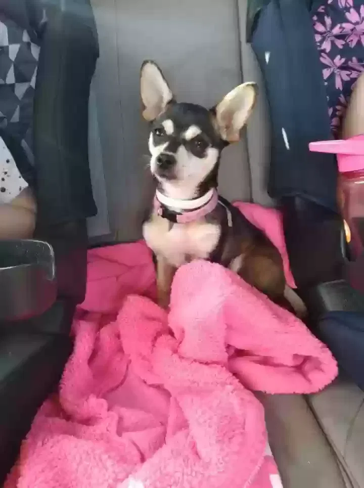 Lost dog in Section, AL, 35771