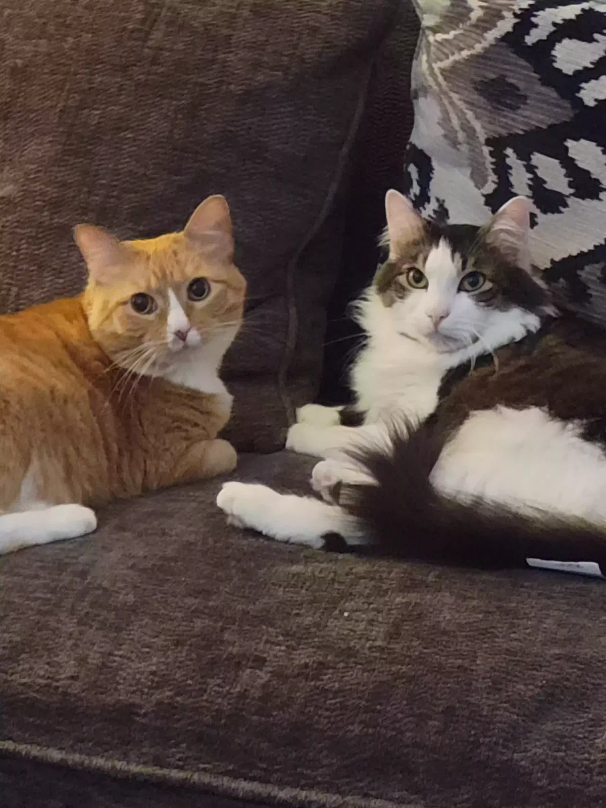 Lost cat in Eugene, OR, 97405