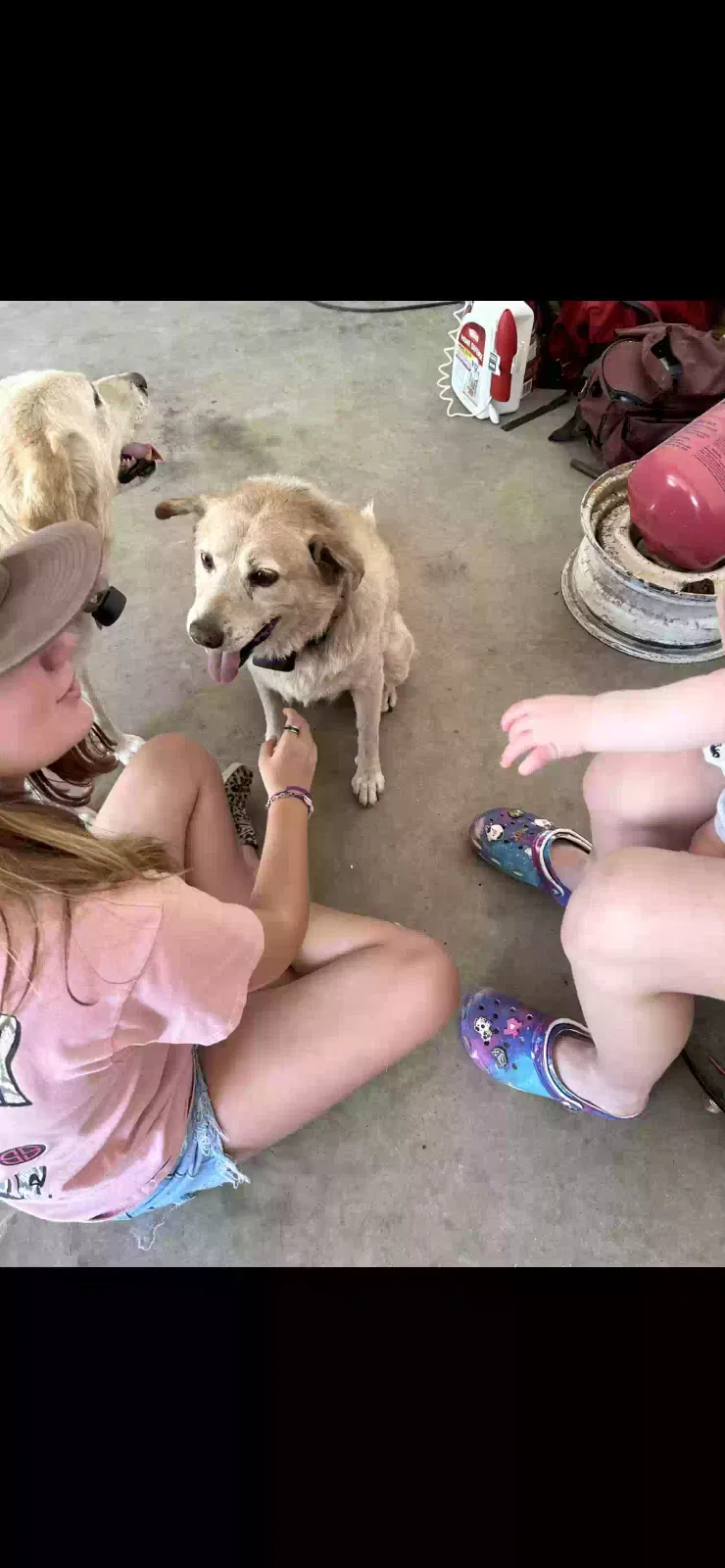 Lost dog in Magnolia, TX, 77354