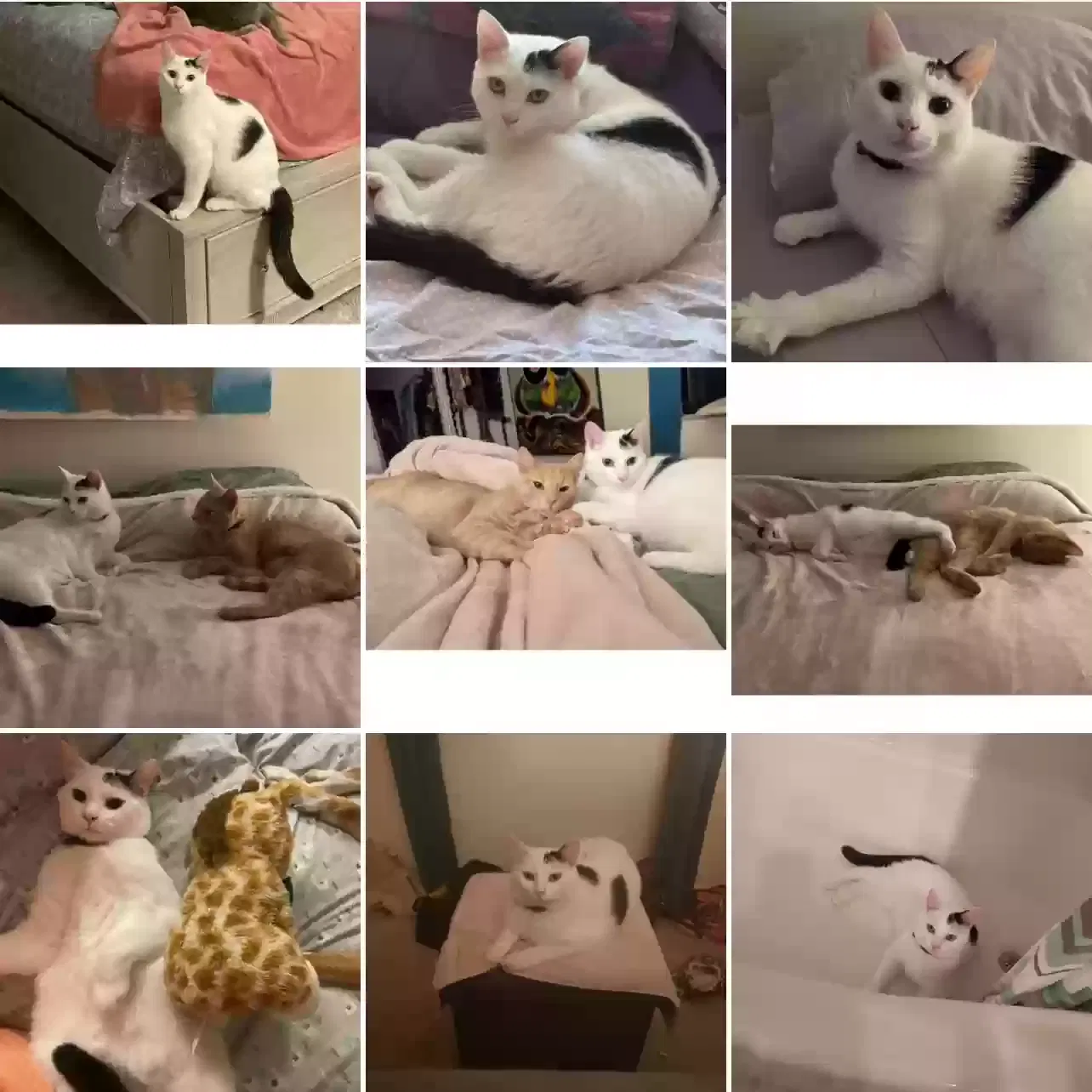 Lost cat in Gambier, OH, 43220