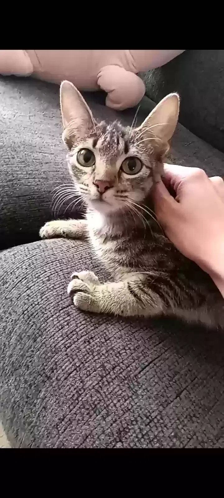 Found cat in Atwater, CA, 95301