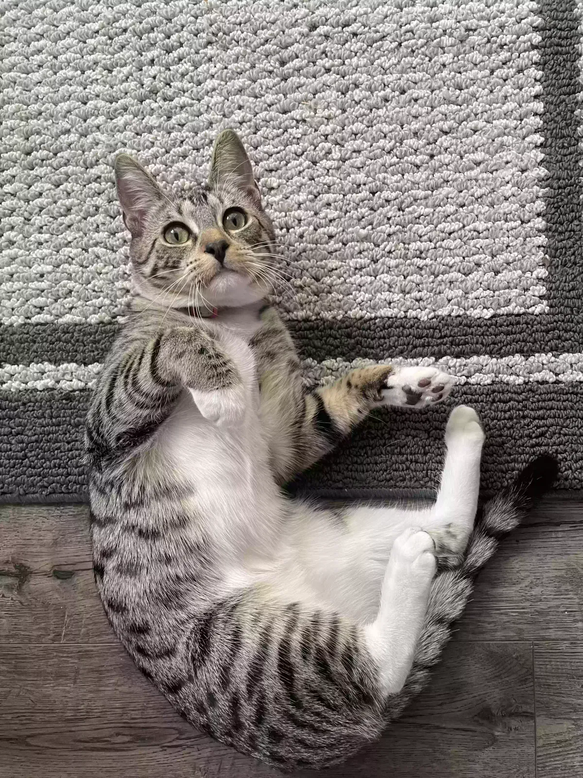 Lost cat in Puyallup, WA, 98374