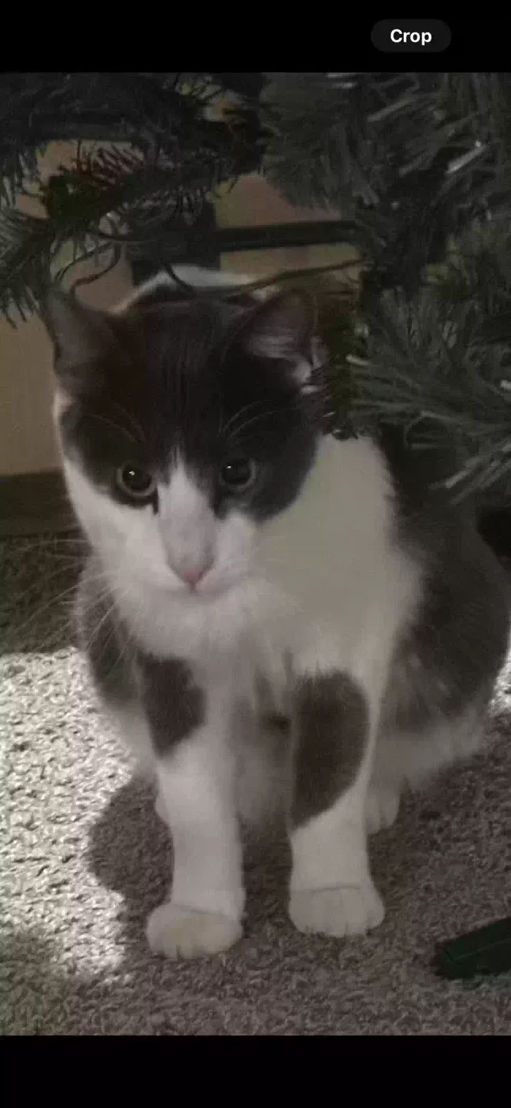 Lost cat in Brighton, CO, 80601