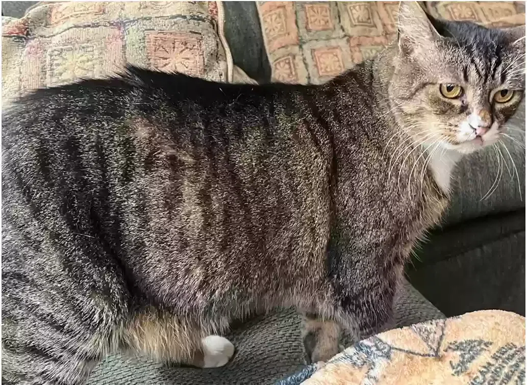 Lost cat in Meridian, ID, 83642