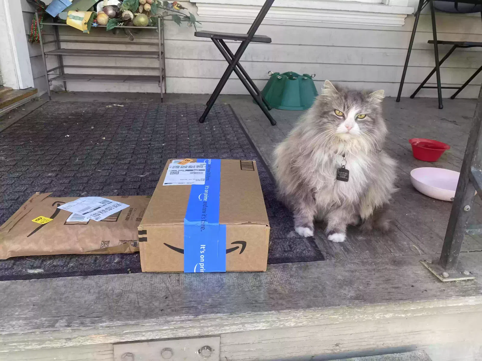 Lost cat in San Jose, CA, 95112