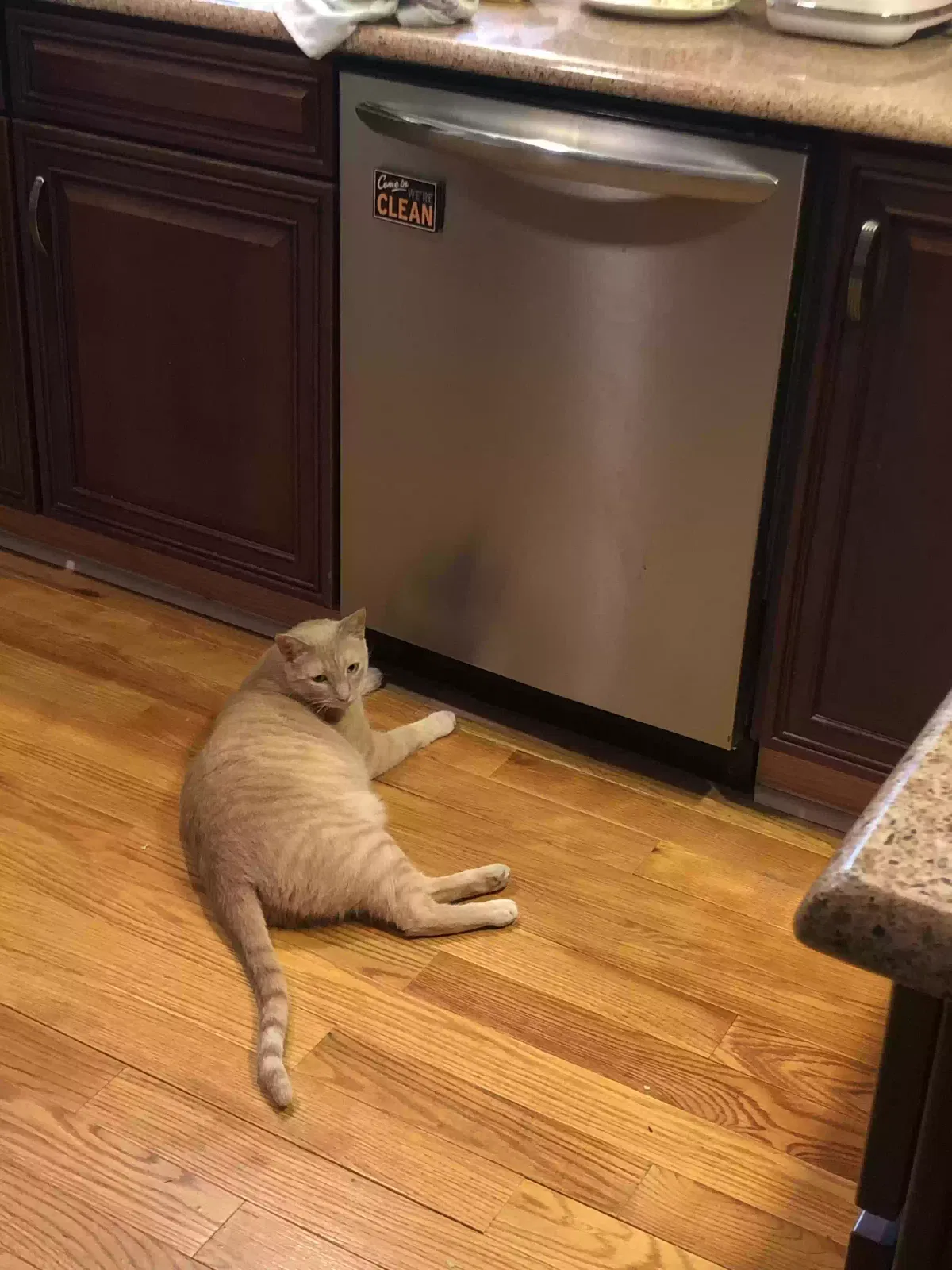 Lost cat in Fayetteville, NC, 28303