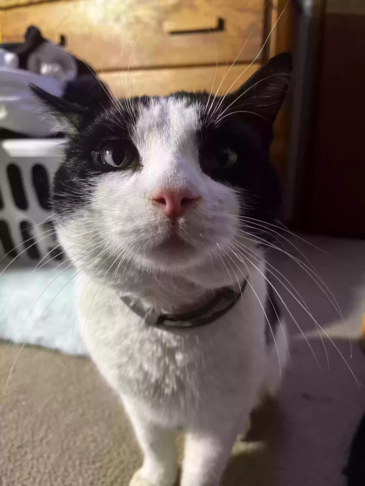 Lost cat in Carpentersville, IL, 60110