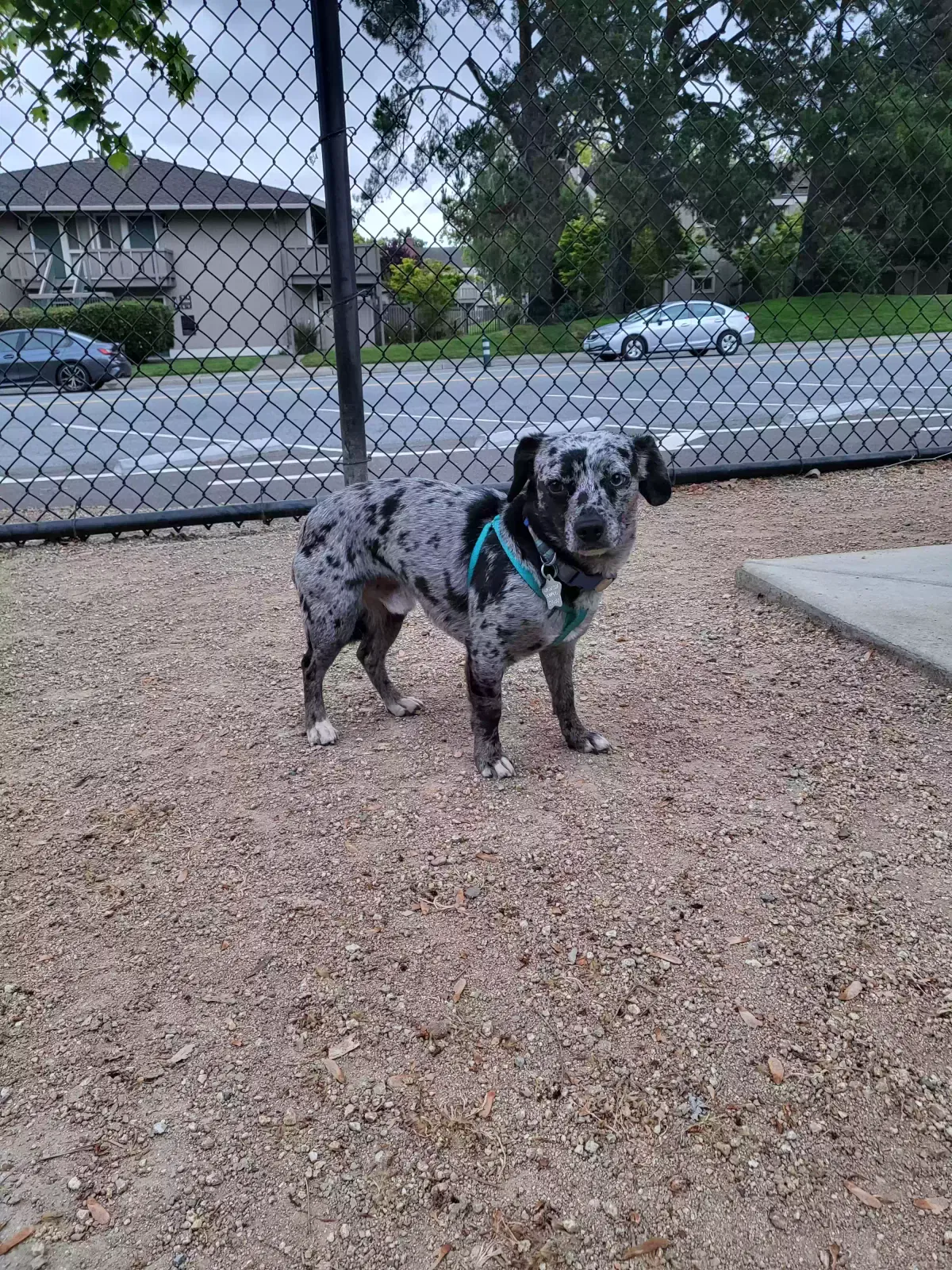 Lost dog in Sunnyvale, CA, 94087