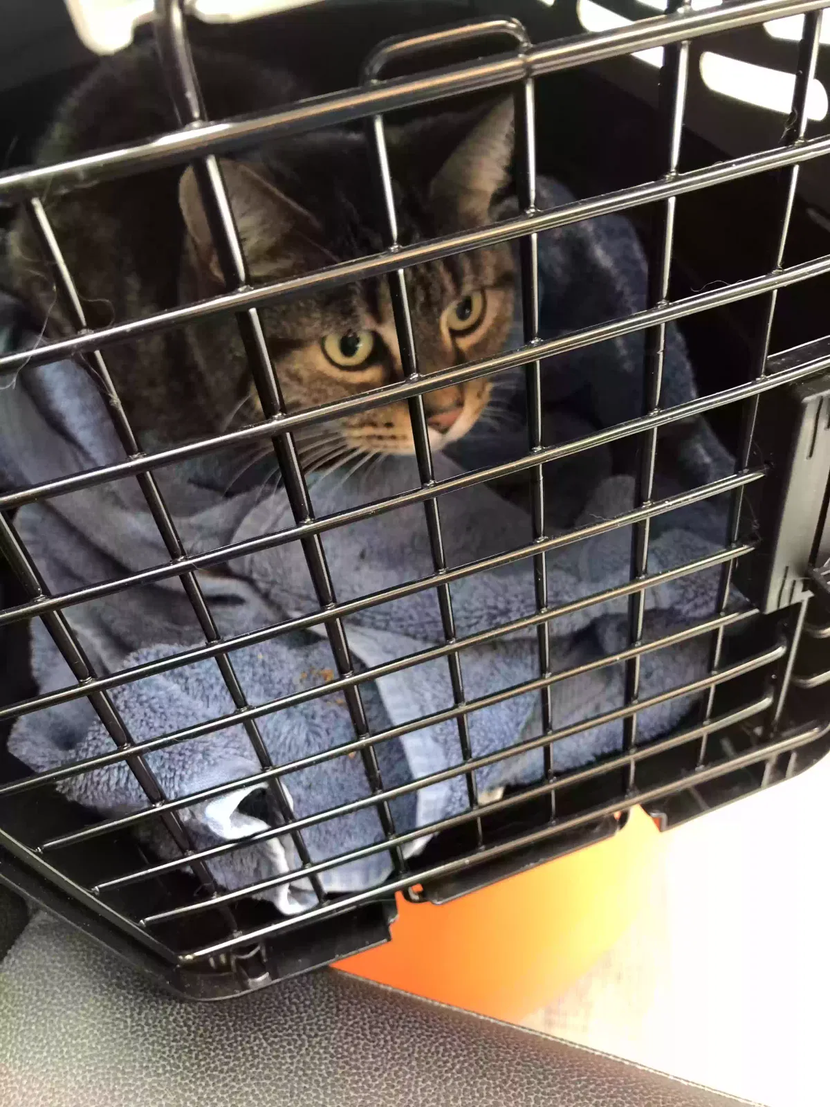 Found cat in Delaware, OH, 43015
