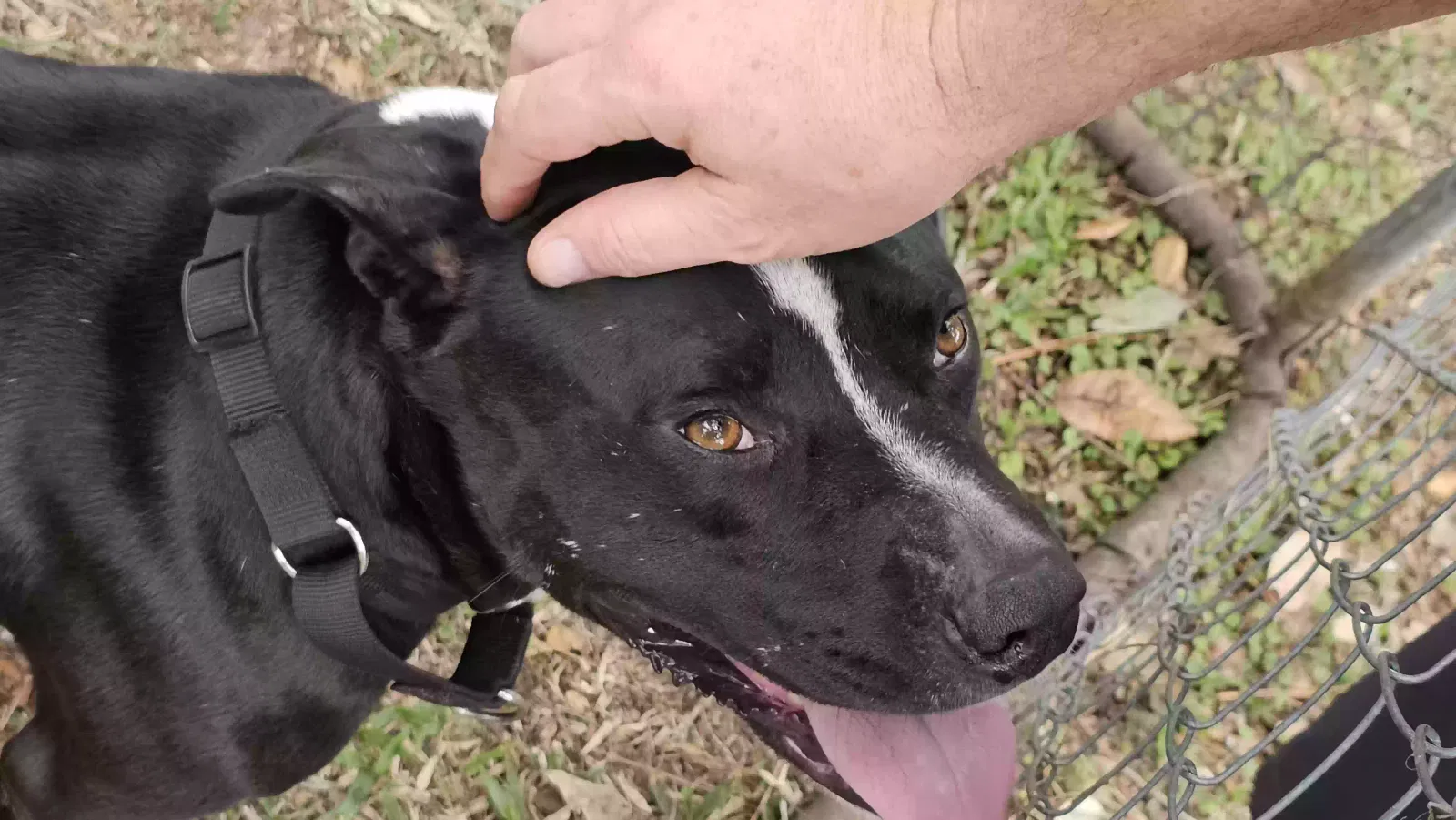 Found dog in Plant City, FL, 33565
