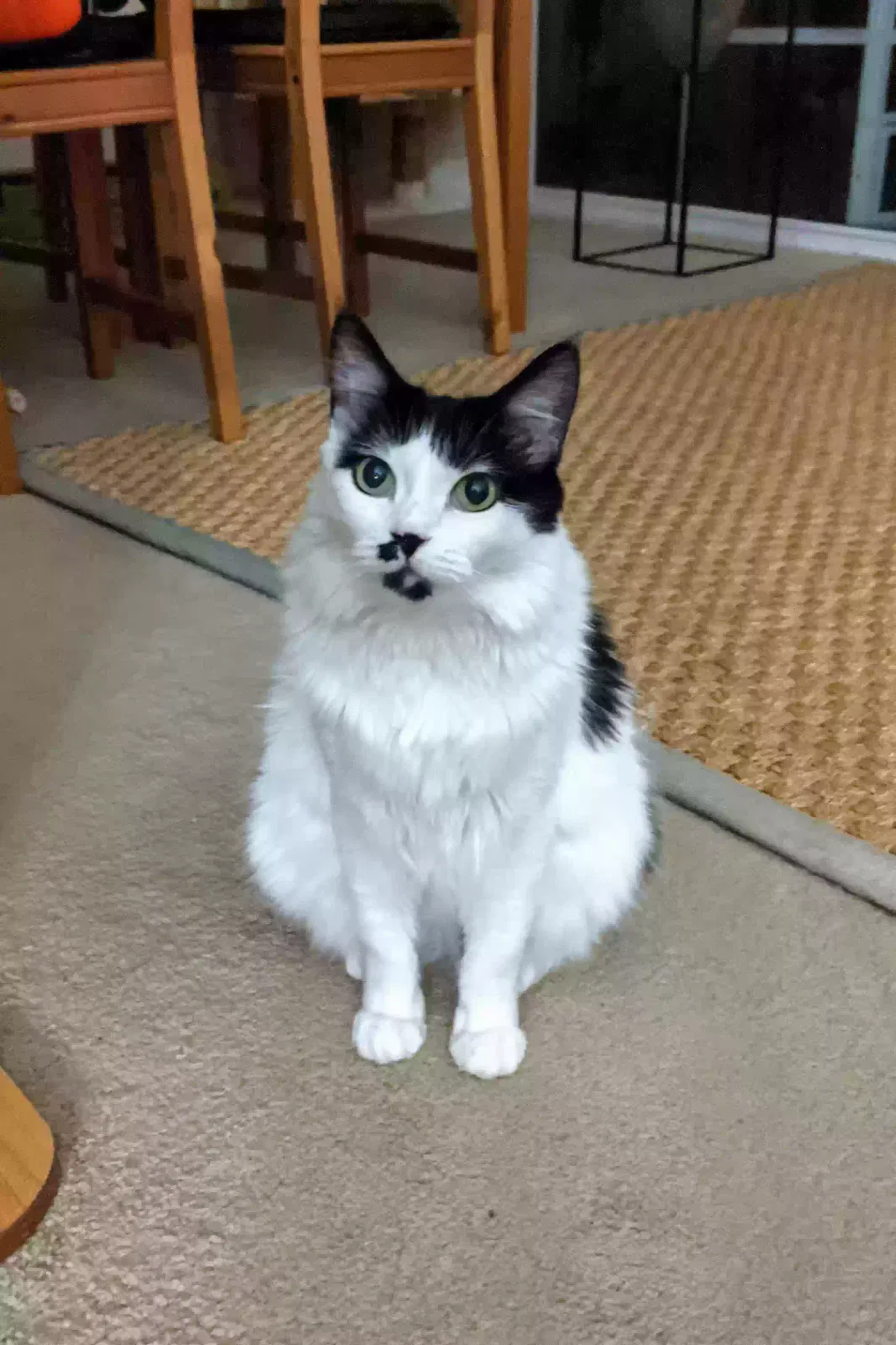 Lost cat in Crescent City, CA, 95531