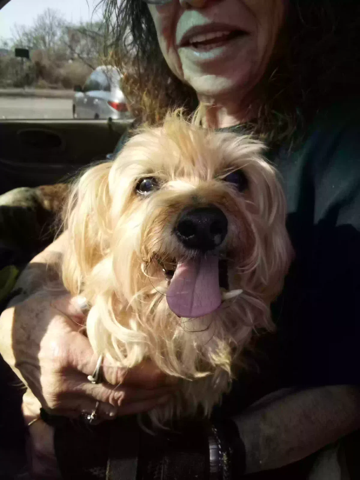 Lost dog in Rossville, GA, 30741
