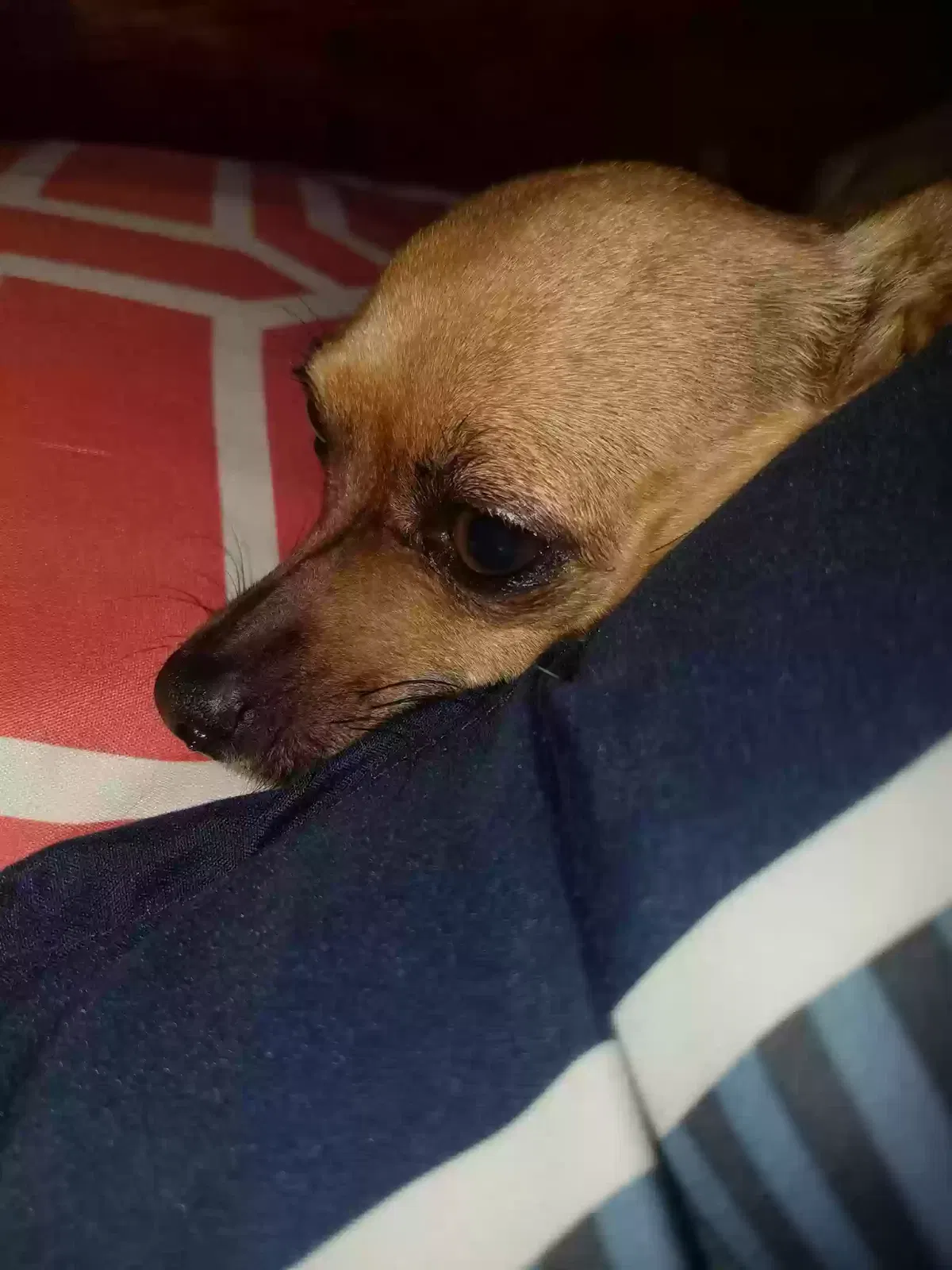 Lost dog in Hereford, TX, 79045