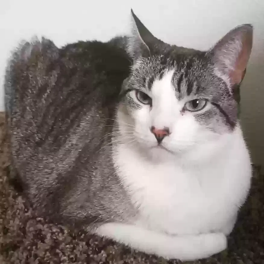 Lost cat in Spokane, WA, 99218